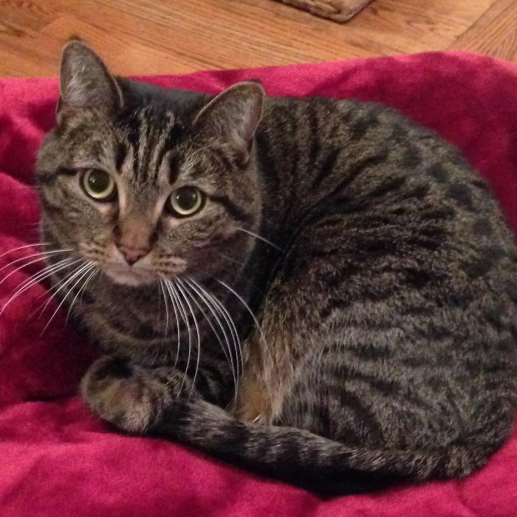Missy Bella, a Adoptable Domestic Short Hair in Downers Grove, IL image 1/6