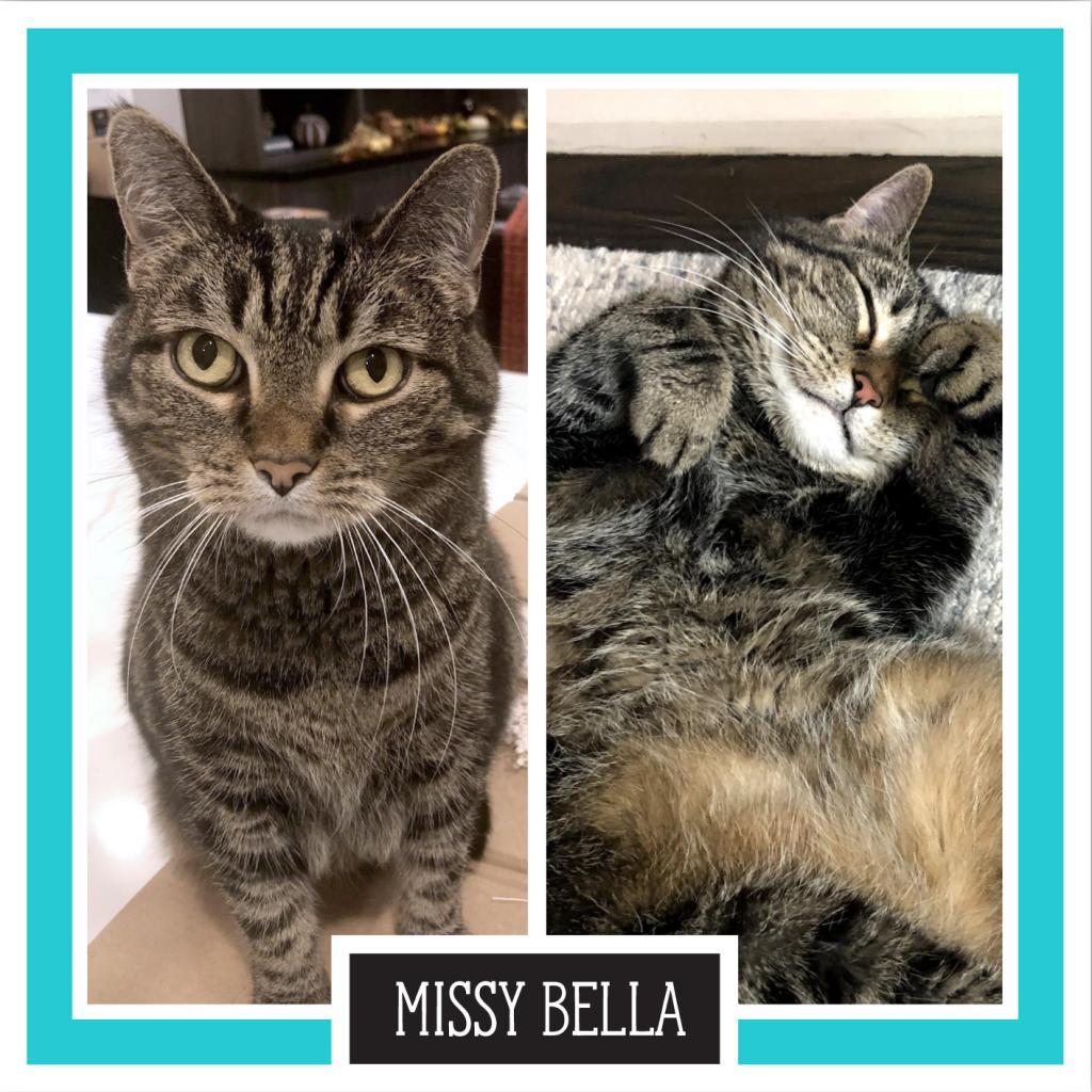 Missy Bella, a Adoptable Domestic Short Hair in Downers Grove, IL image 2/6