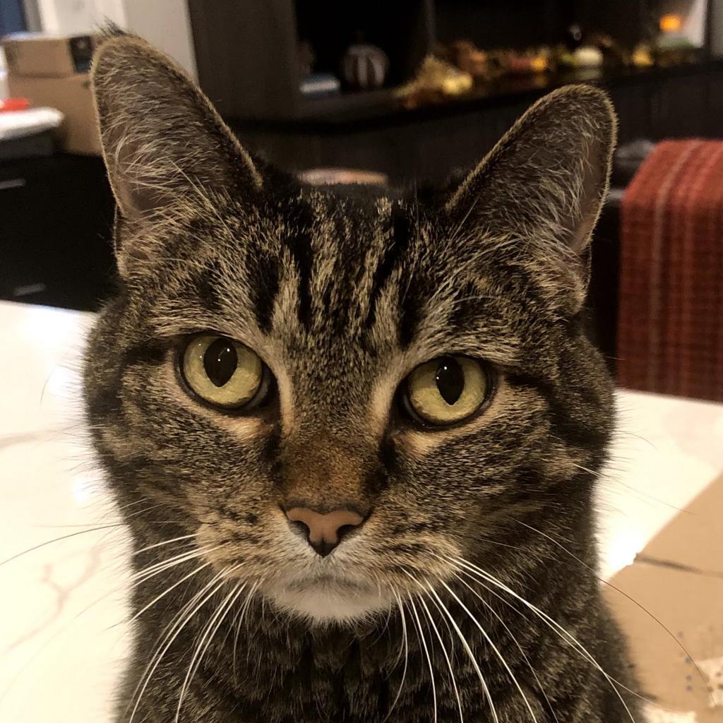 Missy Bella, a Adoptable Domestic Short Hair in Downers Grove, IL image 3/6