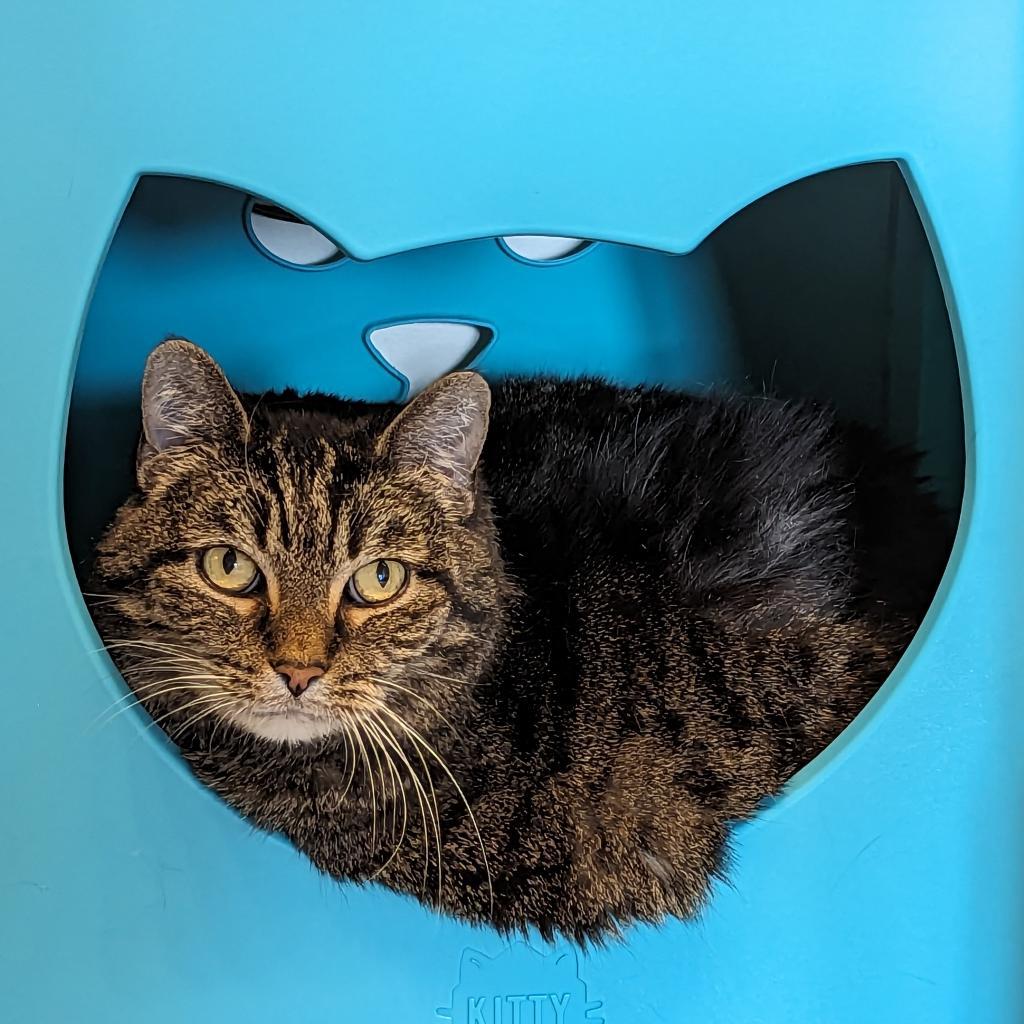 Missy Bella, a Adoptable Domestic Short Hair in Downers Grove, IL image 4/6