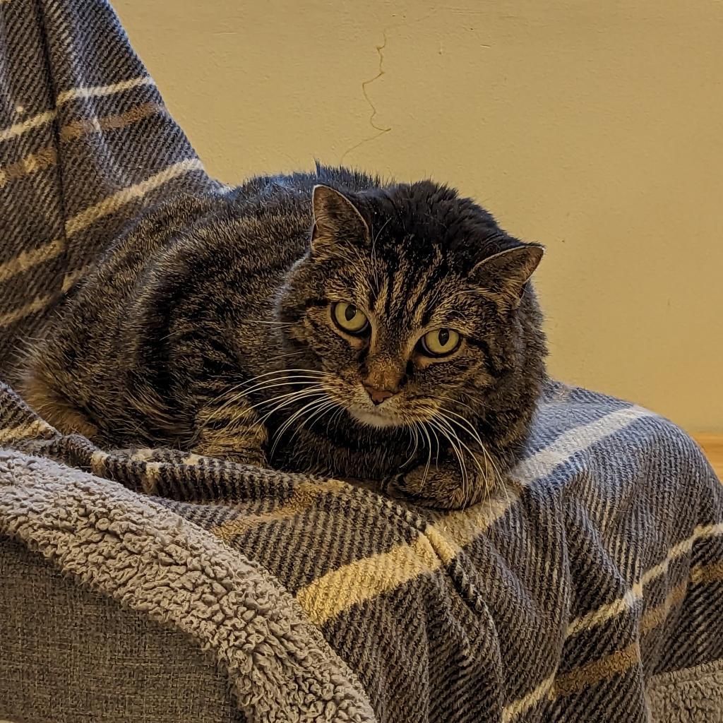 Missy Bella, a Adoptable Domestic Short Hair in Downers Grove, IL image 5/6