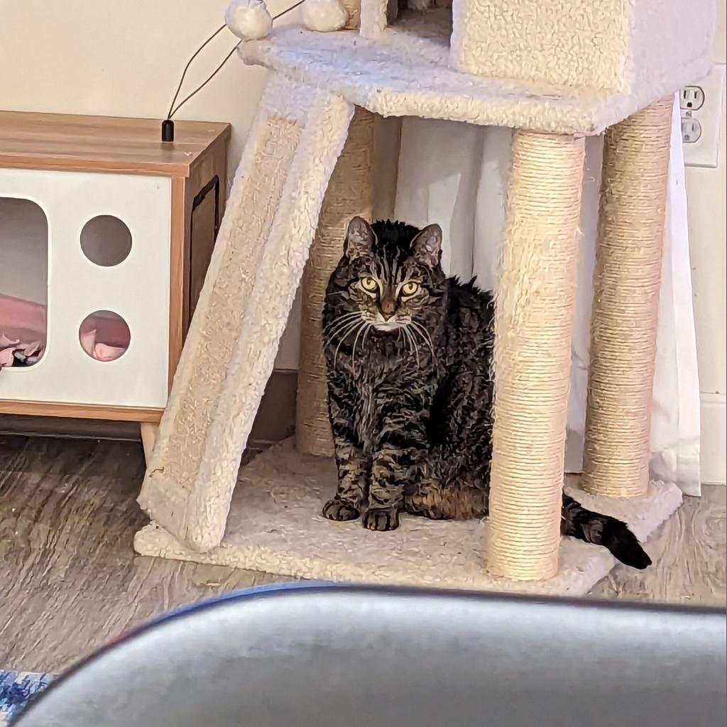 Missy Bella, a Adoptable Domestic Short Hair in Downers Grove, IL image 6/6