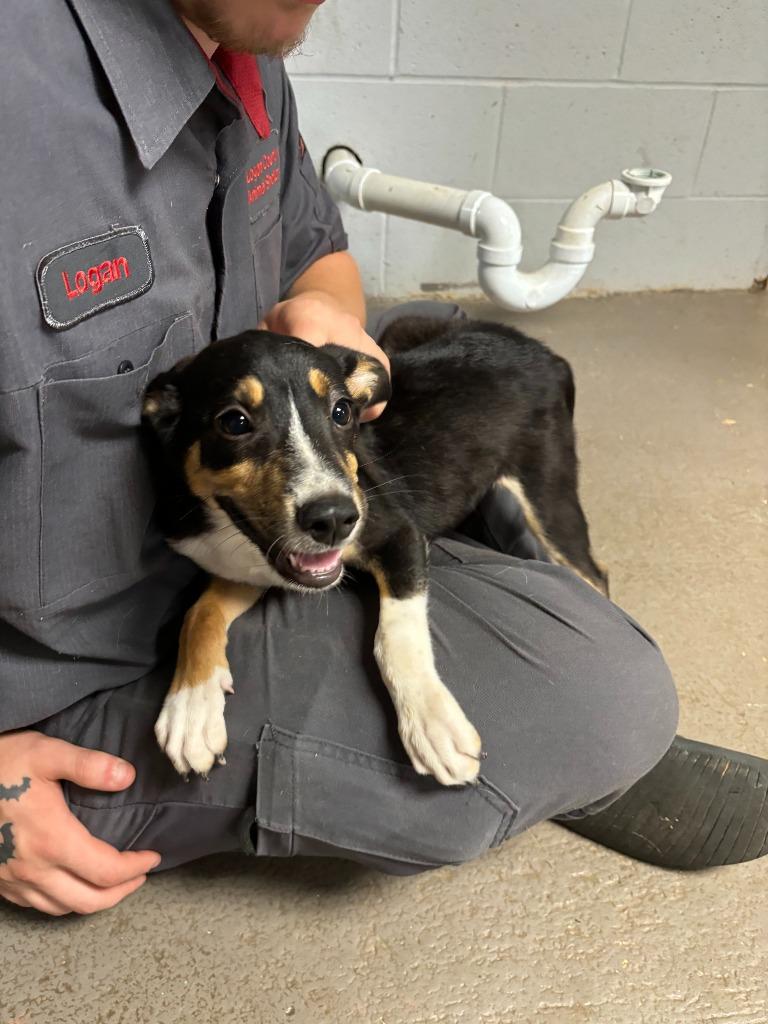 Willow(AC), Adoptable, Young Female Shepherd & Mixed Breed.