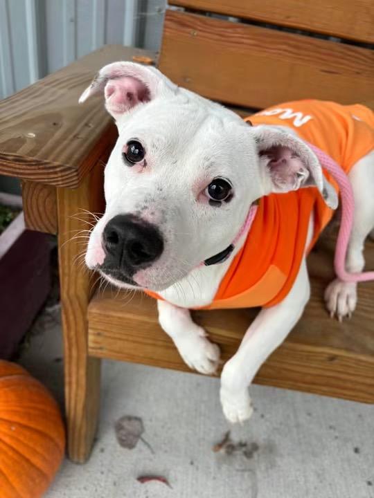 Sophia, Adoptable, Young Female Pit Bull Terrier.