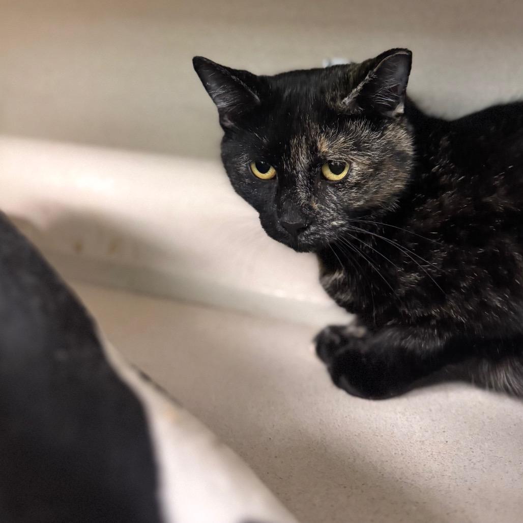 Mochi, Adoptable, Adult Female Domestic Short Hair.