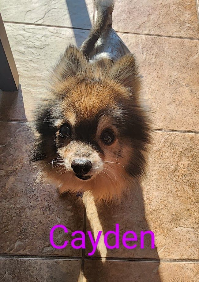 Cayden, Adopted, Senior Male Pomeranian.