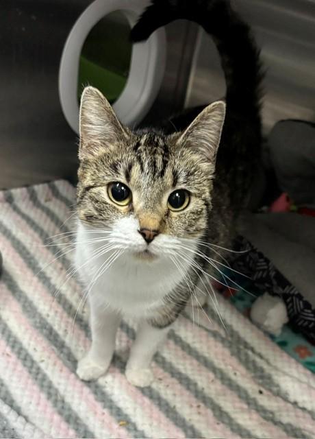 Enlarge Sammie, an adopted Domestic Short Hair in Allegan, MI image 1/1