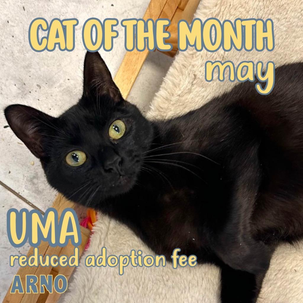 Uma, a Adoptable mixed breed in New Orleans, LA image 2/6