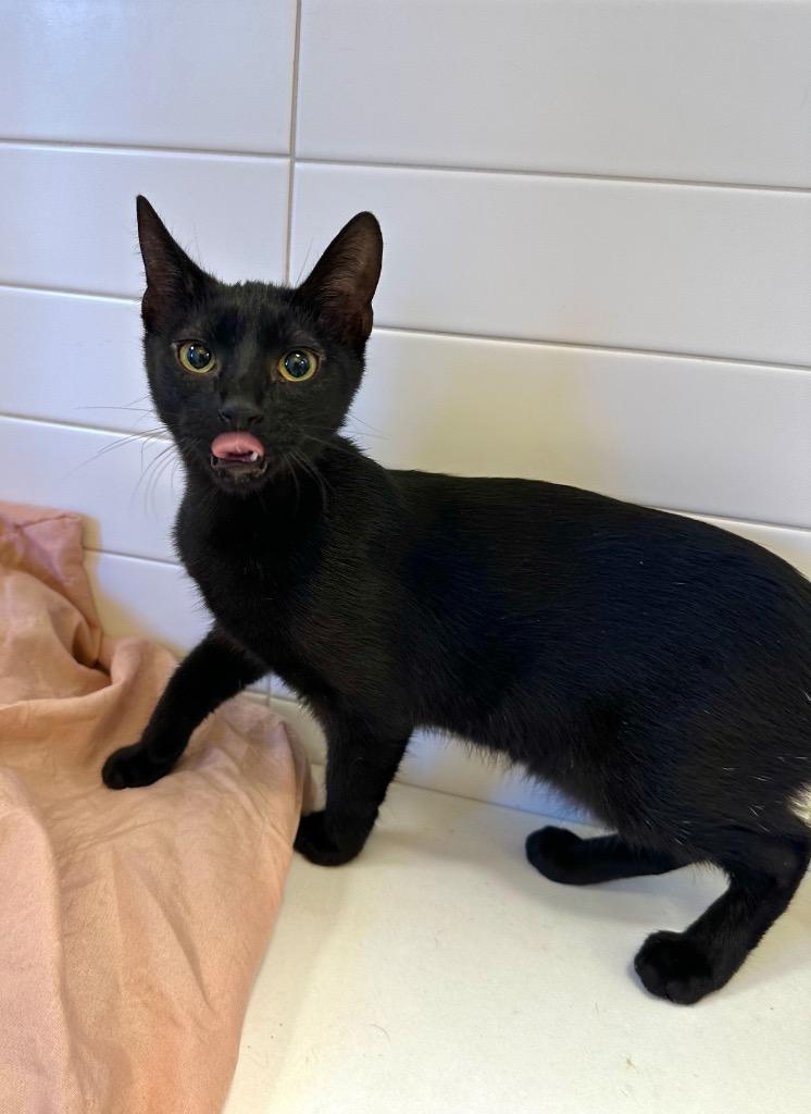 Ugabooga, Adoptable, Kitten Female Domestic Short Hair.