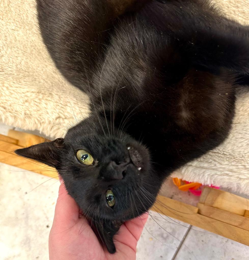 Ugabooga, a Adoptable mixed breed in New Orleans, LA image 4/6