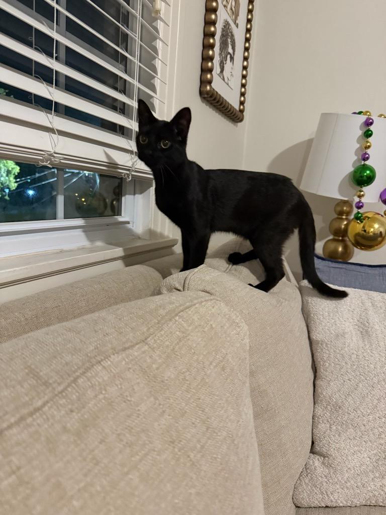 Enlarge Ugabooga, a Adoptable mixed breed in New Orleans, LA image 2/6