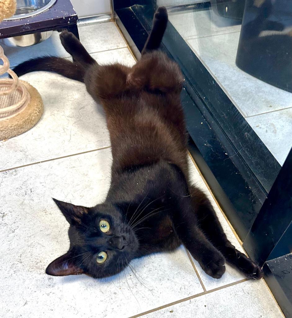 Uma, Adoptable, Young Female Domestic Short Hair.