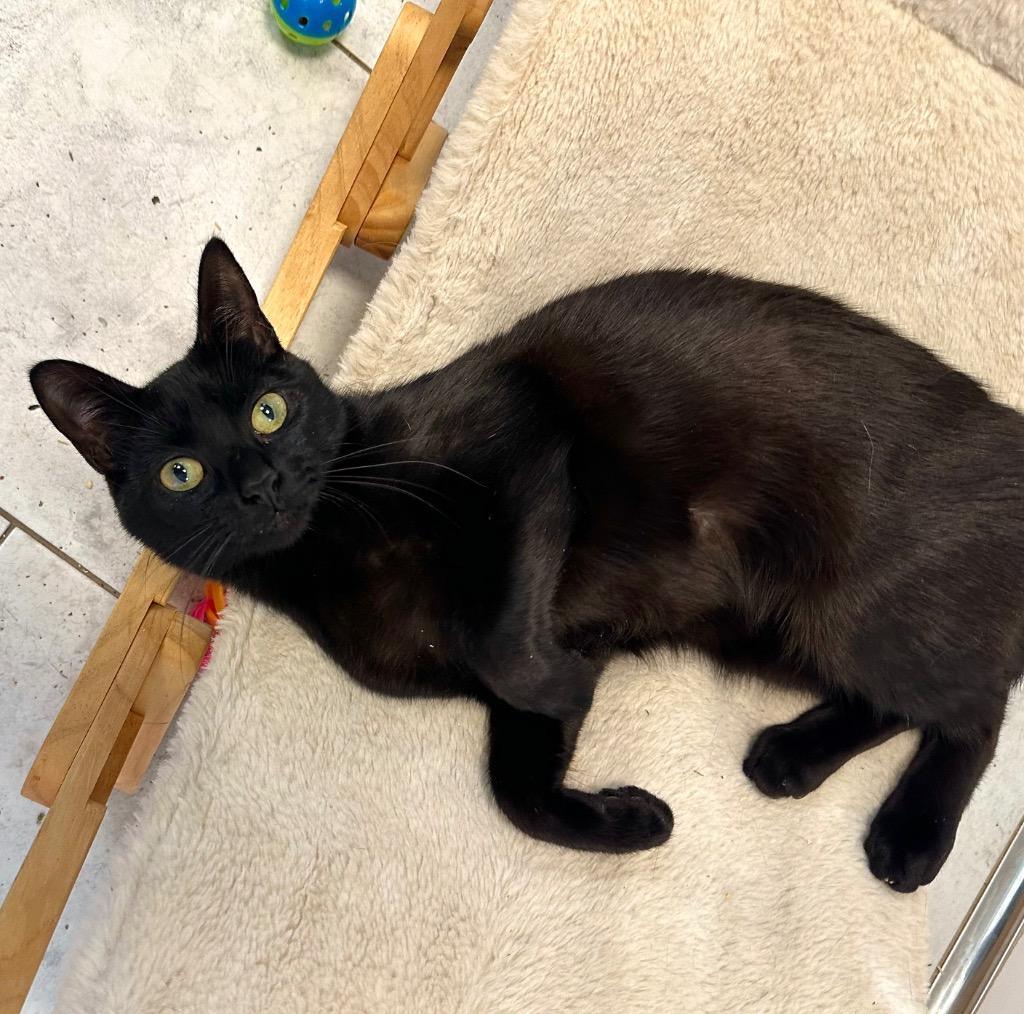 Ugabooga, a Adoptable mixed breed in New Orleans, LA image 5/6