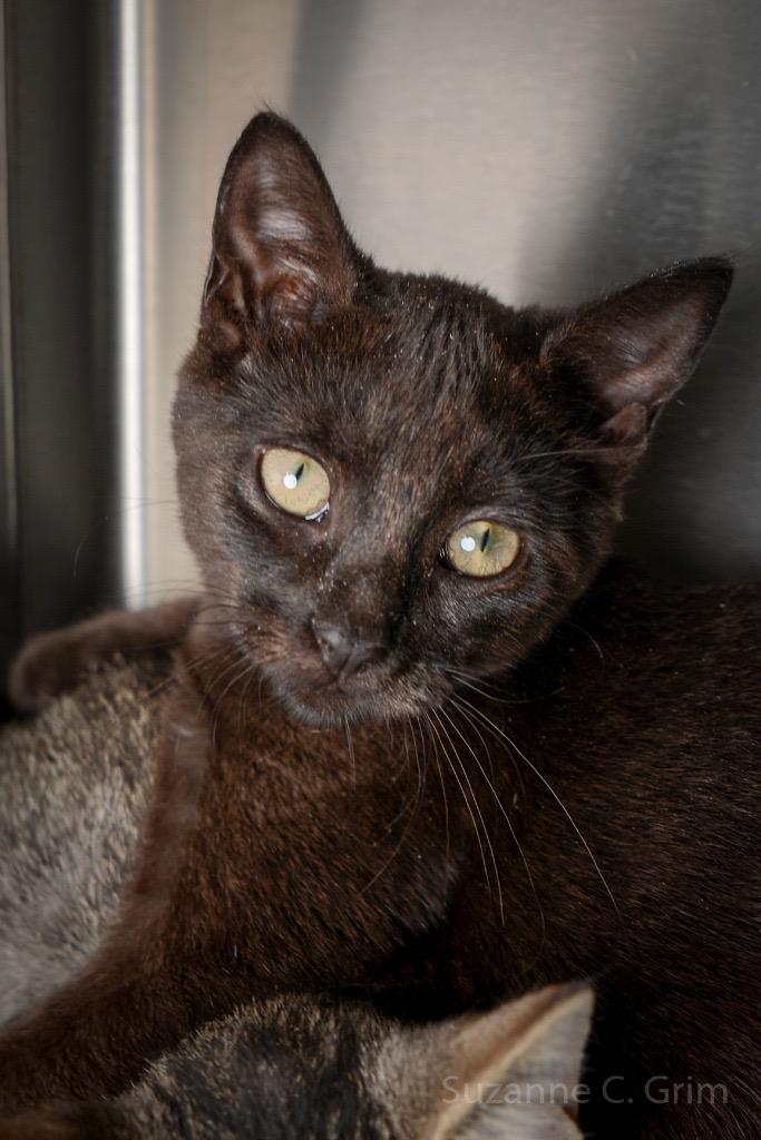 Ugabooga, a Adoptable mixed breed in New Orleans, LA image 4/6