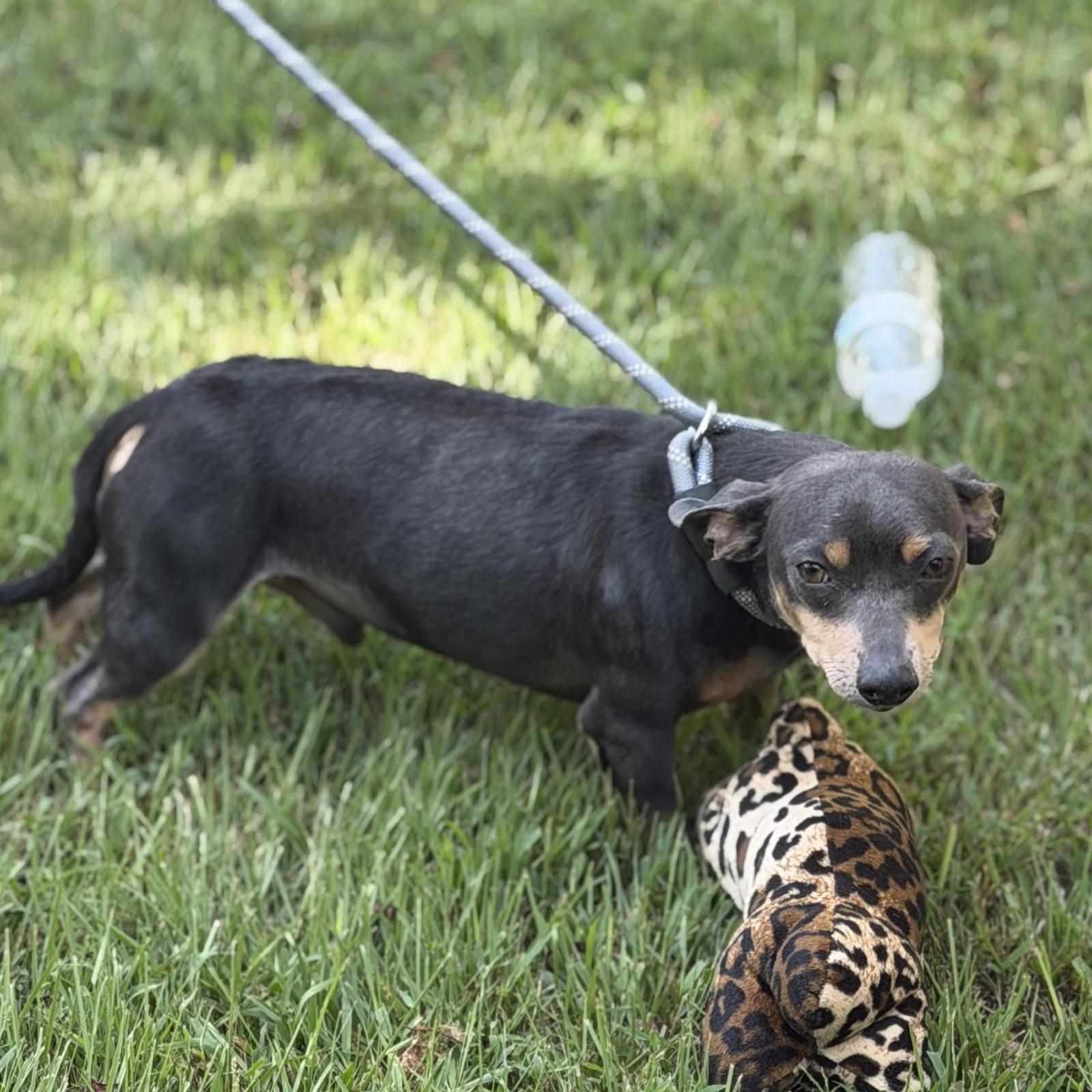 Enlarge Mr. Grey, a Adoptable mixed breed in Locust Fork, AL image 1/3