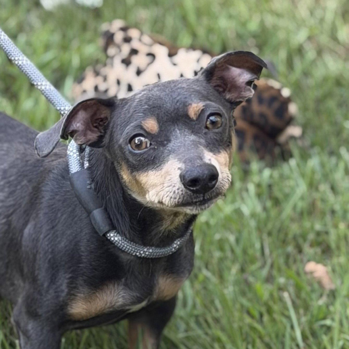 Enlarge Mr. Grey, a Adoptable mixed breed in Locust Fork, AL image 2/3