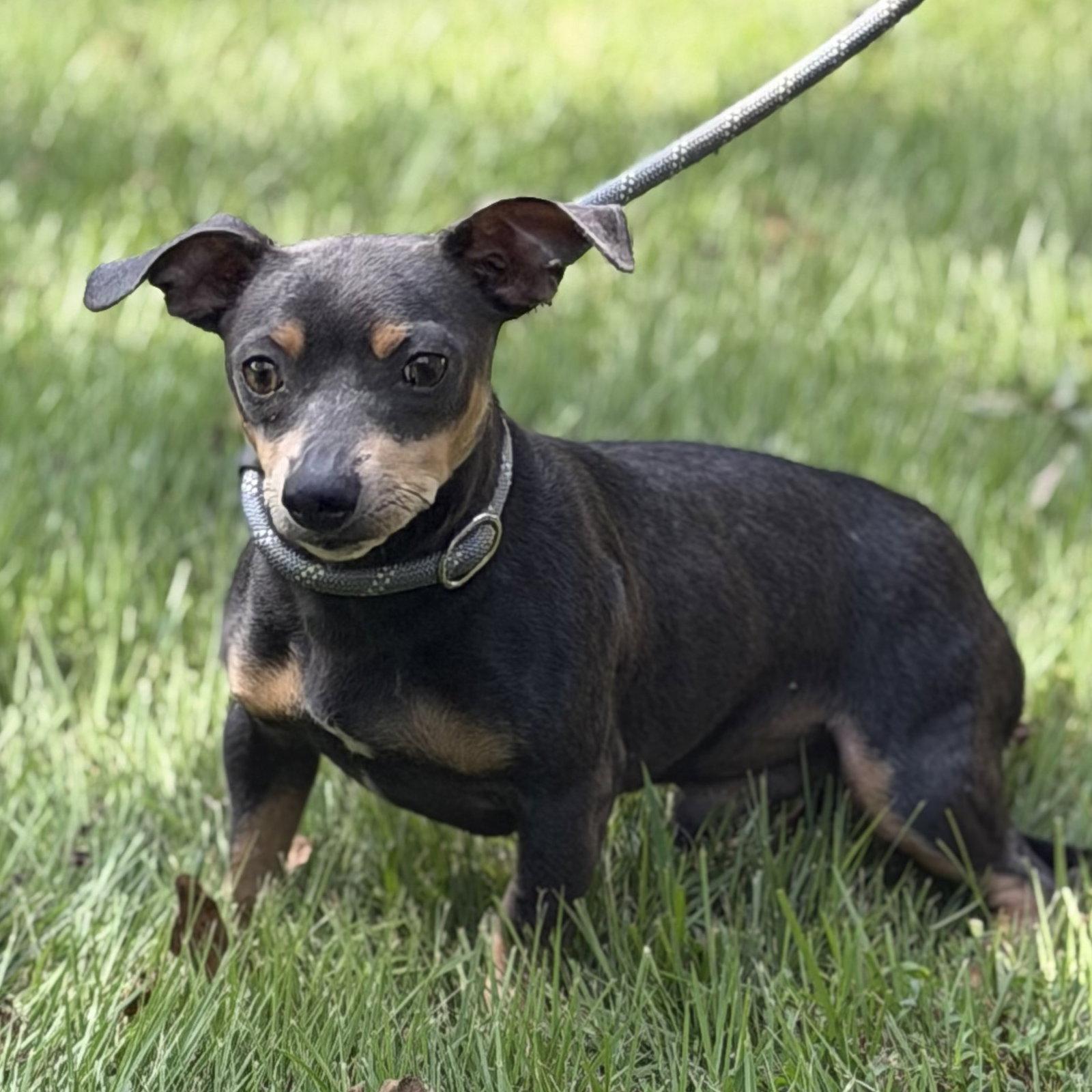 Enlarge Mr. Grey, a Adoptable mixed breed in Locust Fork, AL image 3/3