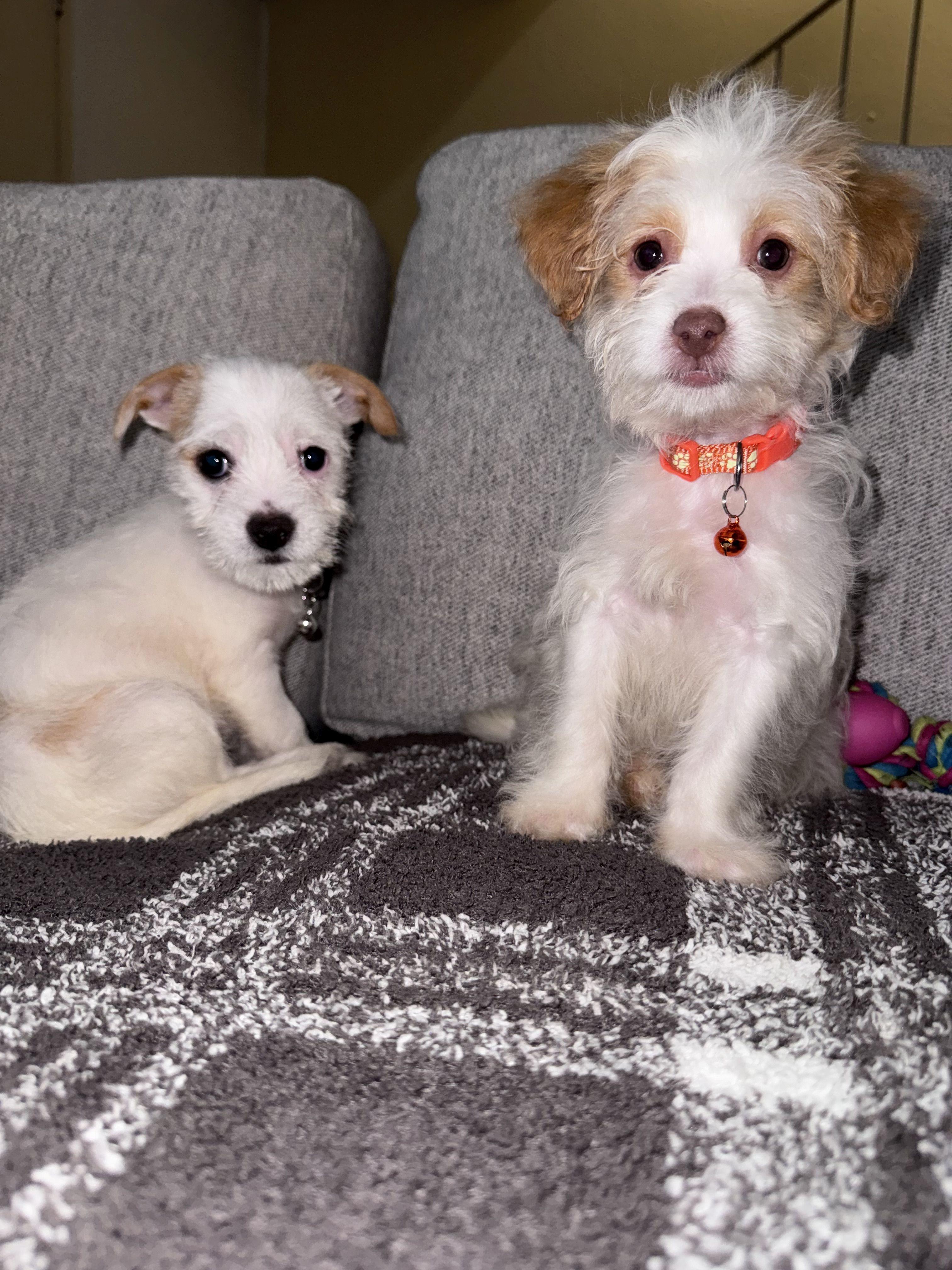 toby available for adoption, an adoptable Maltipoo, Jack Russell Terrier in Tustin, CA, 92780 | Photo Image 4