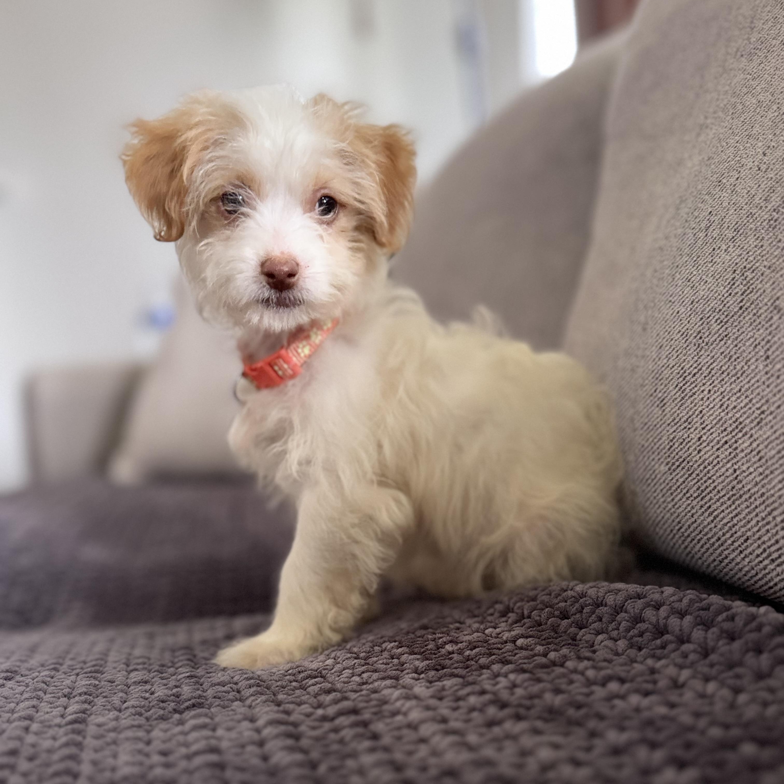 toby available for adoption, an adoptable Maltipoo, Jack Russell Terrier in Tustin, CA, 92780 | Photo Image 3