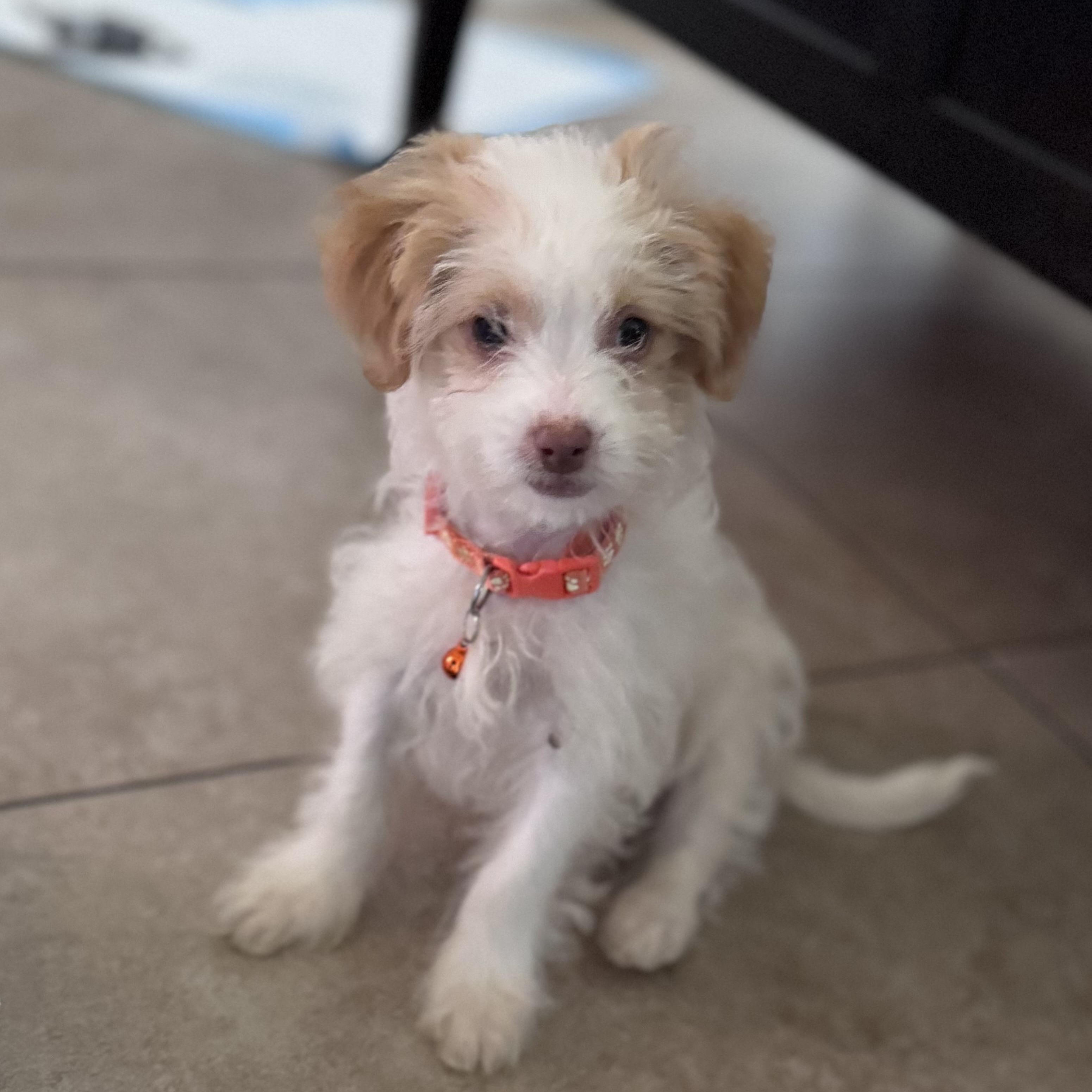 toby available for adoption, an adoptable Maltipoo, Jack Russell Terrier in Tustin, CA, 92780 | Photo Image 5