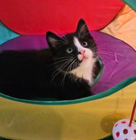 Enlarge Ross, a Adoptable Domestic Short Hair in Coralville, IA image 1/2