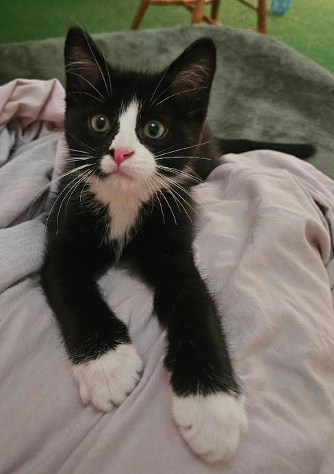 Enlarge Ross, a Adoptable Domestic Short Hair in Coralville, IA image 2/2