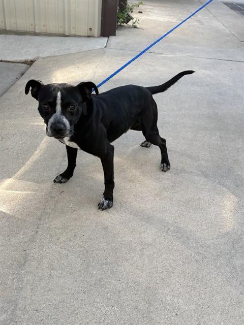 Enlarge ENZO, a Adoptable mixed breed in Killeen, TX image 1/1