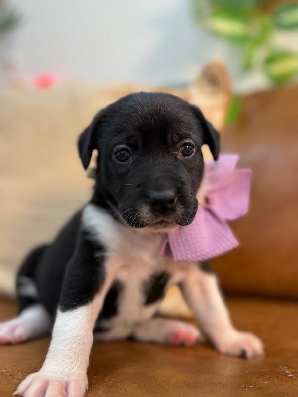 Star Space — thumbnail 4