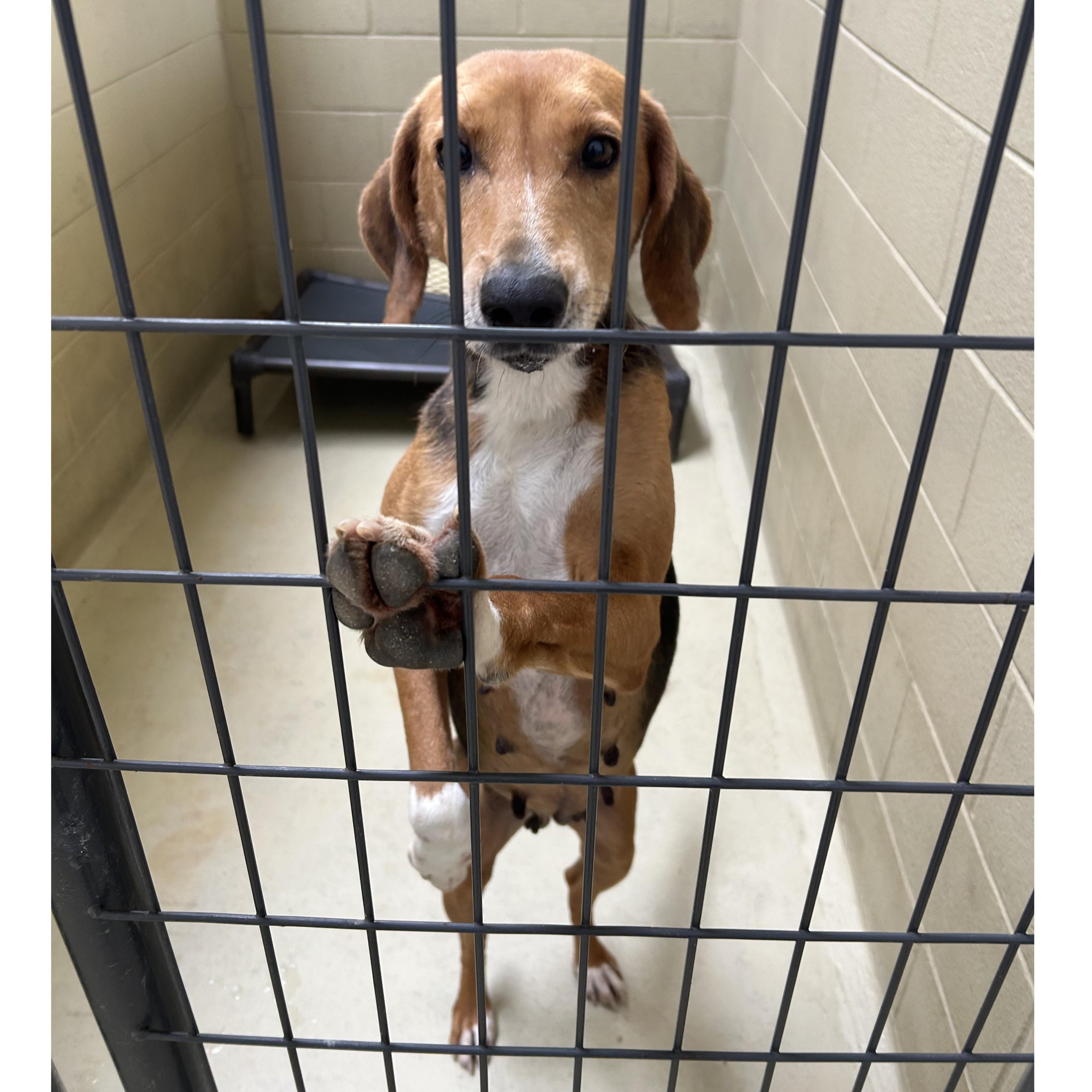 Betty Lou thumbnail 2