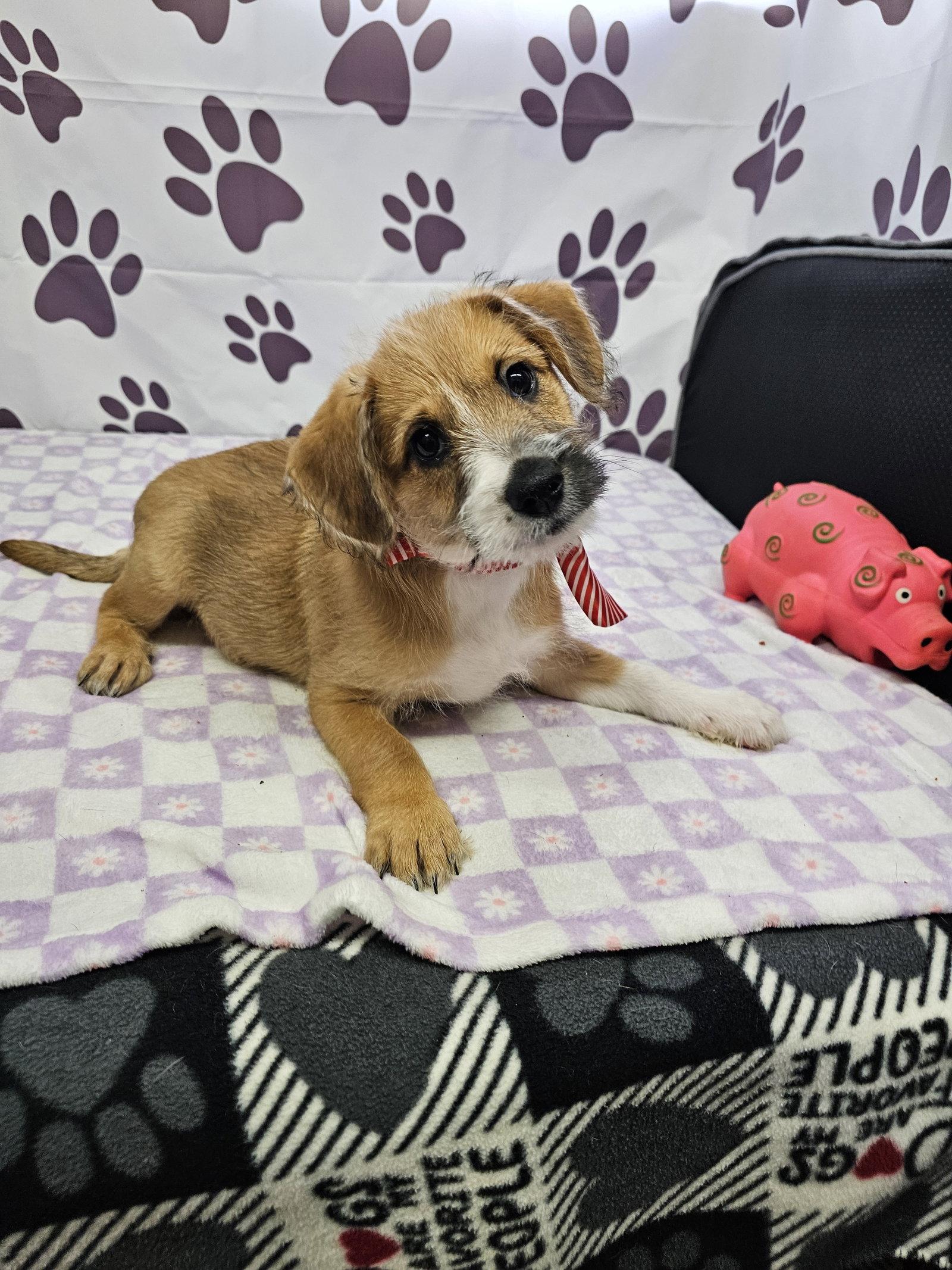 Enlarge Grill, a Adopted Mixed Breed in Metairie, LA image 1/1