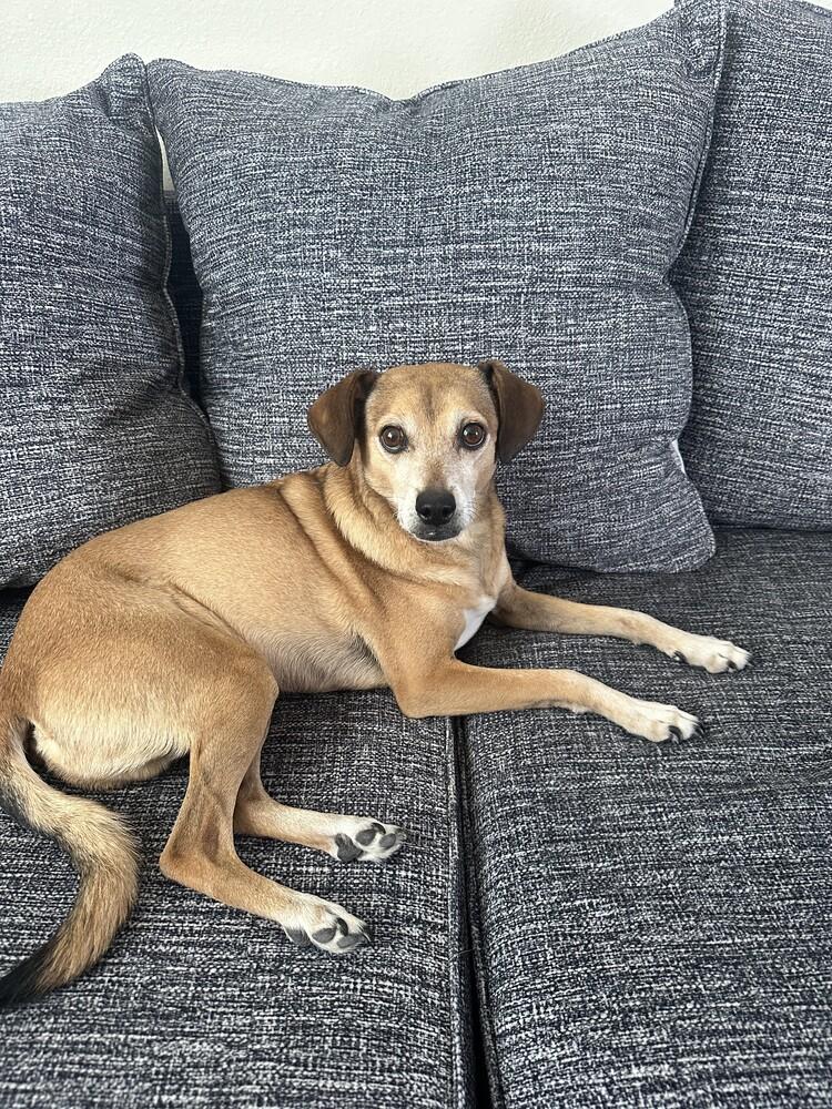 Adam, Adoptable, Adult Male Chihuahua.