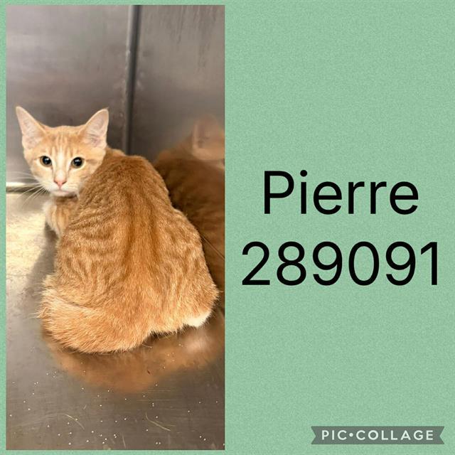 Enlarge PIERRE, a Adoptable Domestic Short Hair in Macon, GA image 1/1