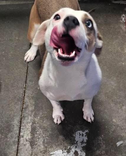 Beanz , ADOPTABLE, Young Female Mixed Breed.