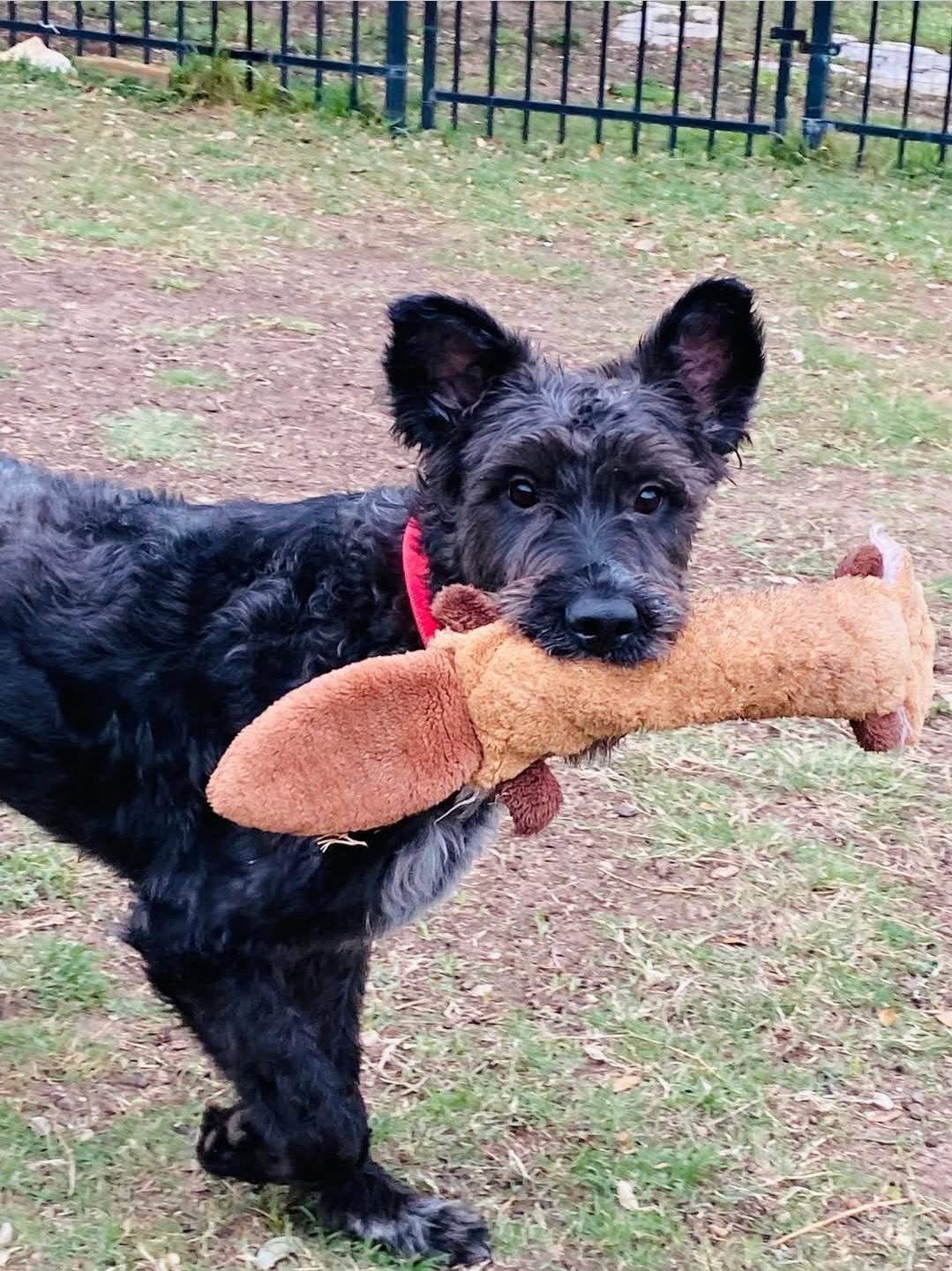 Jazzy, adopted, Young Female Poodle & Schnauzer.