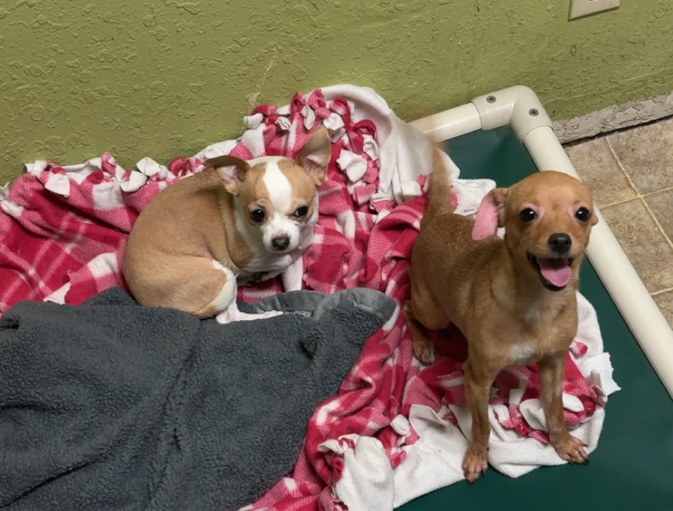 Bambi & Poppy, adopted, Adult Female Chihuahua & Chiweenie.
