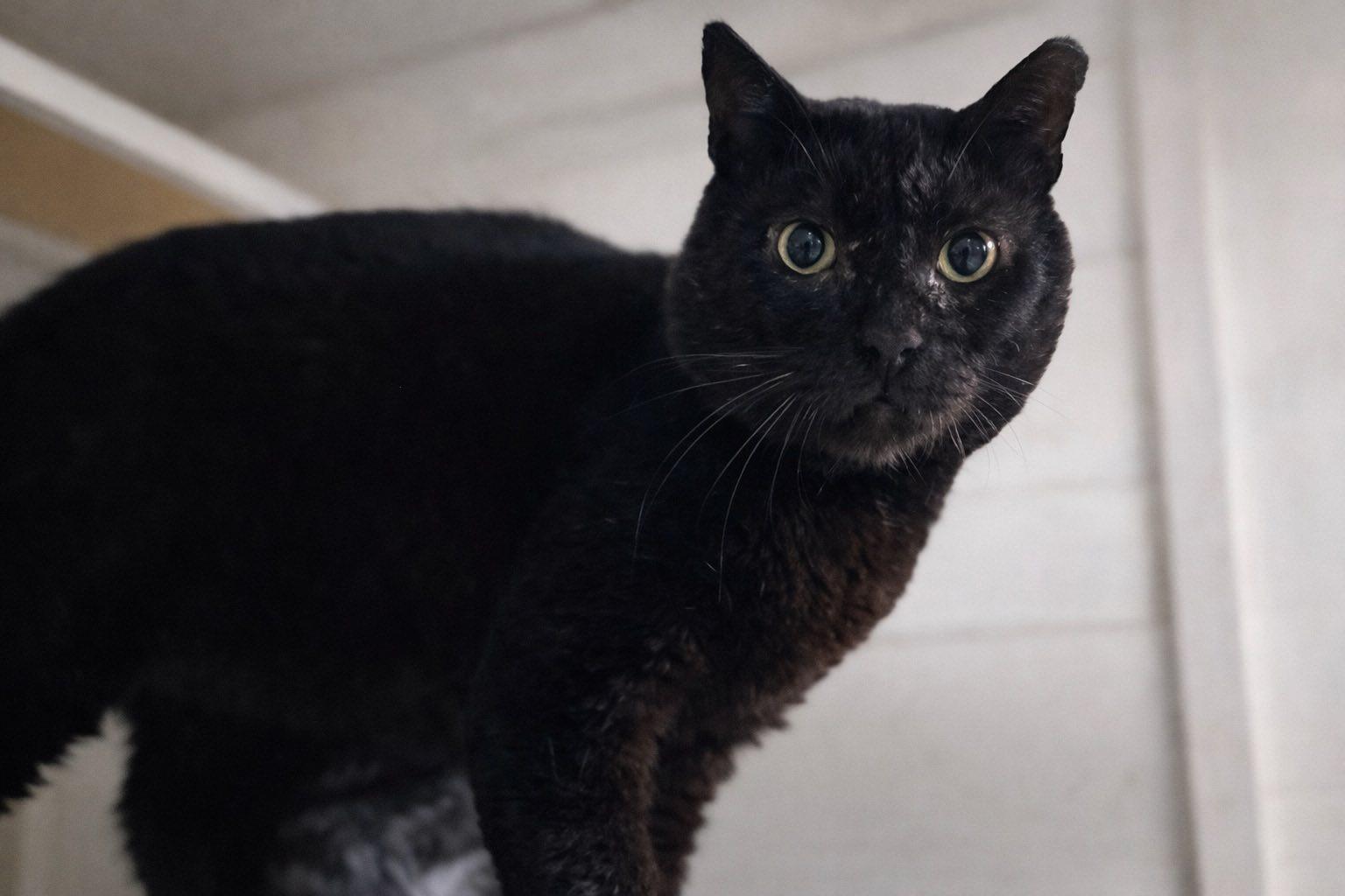 Enlarge Big Mac, a ADOPTABLE Domestic Short Hair in Cleveland, OH image 3/5