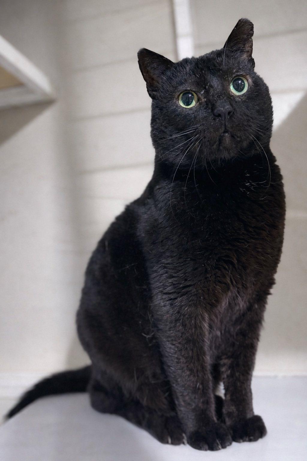 Enlarge Big Mac, a ADOPTABLE Domestic Short Hair in Cleveland, OH image 2/5