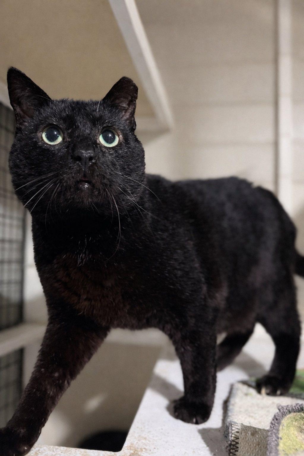 Enlarge Big Mac, a ADOPTABLE Domestic Short Hair in Cleveland, OH image 4/5