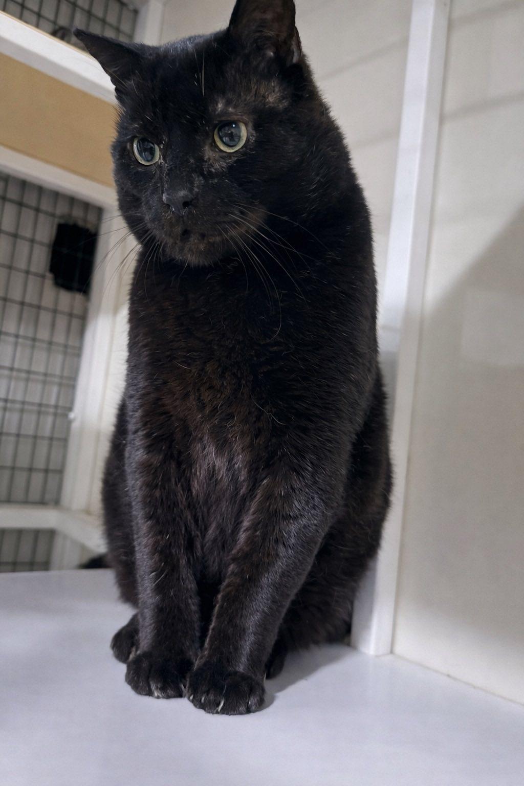 Big Mac, ADOPTABLE, Adult Male Domestic Short Hair.