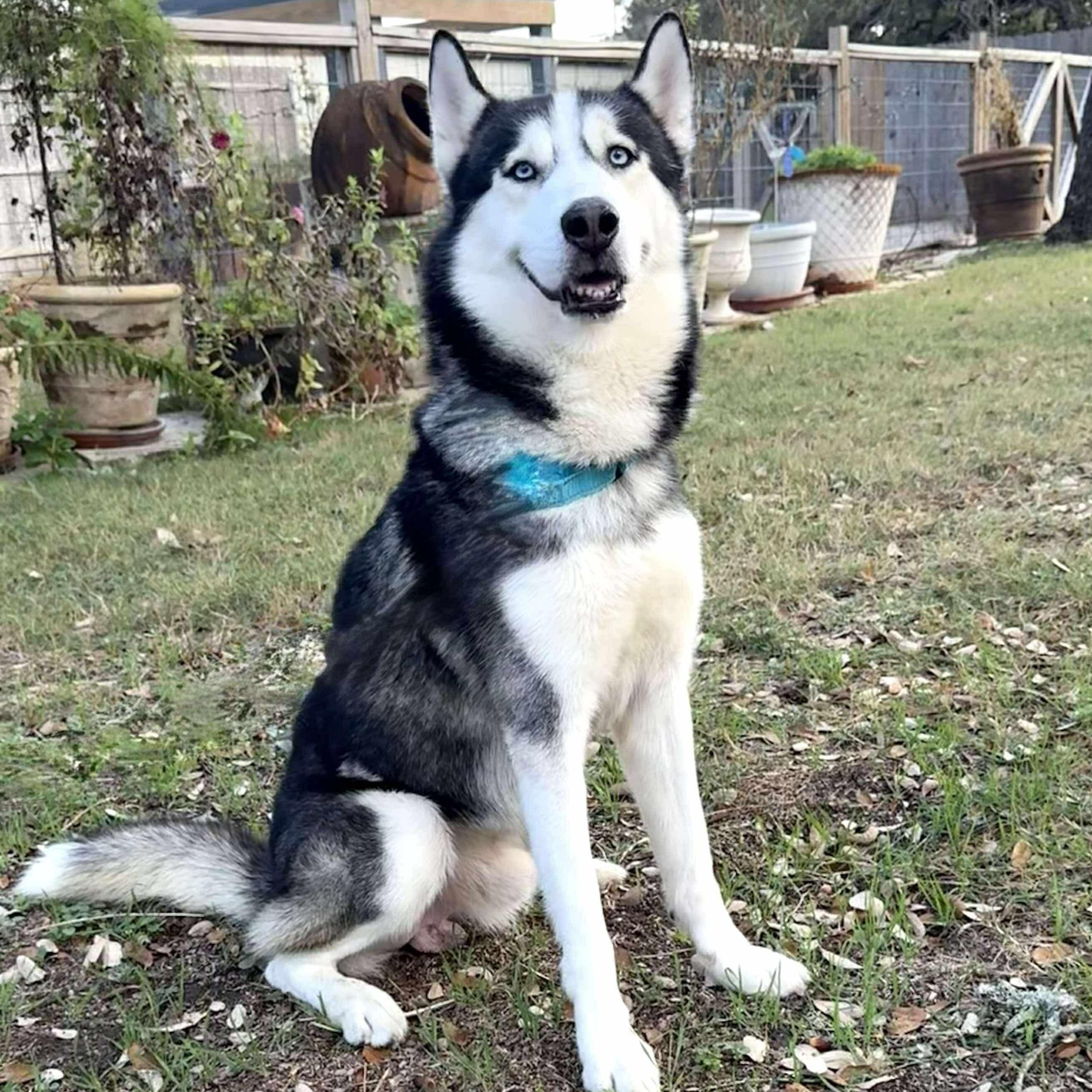 Enlarge Sokka has been looking for you!, a Adoptable Siberian Husky in Lockhart, TX image 6/6