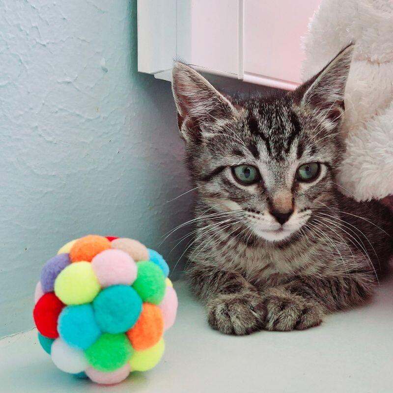 Hector Faith — thumbnail 2