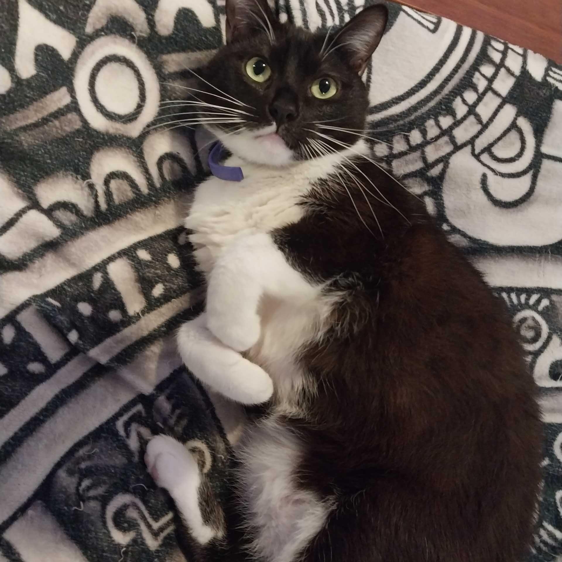 Baby Tuxy, an adopted Domestic Short Hair in Rancho Santa Margarita, CA image 4/4