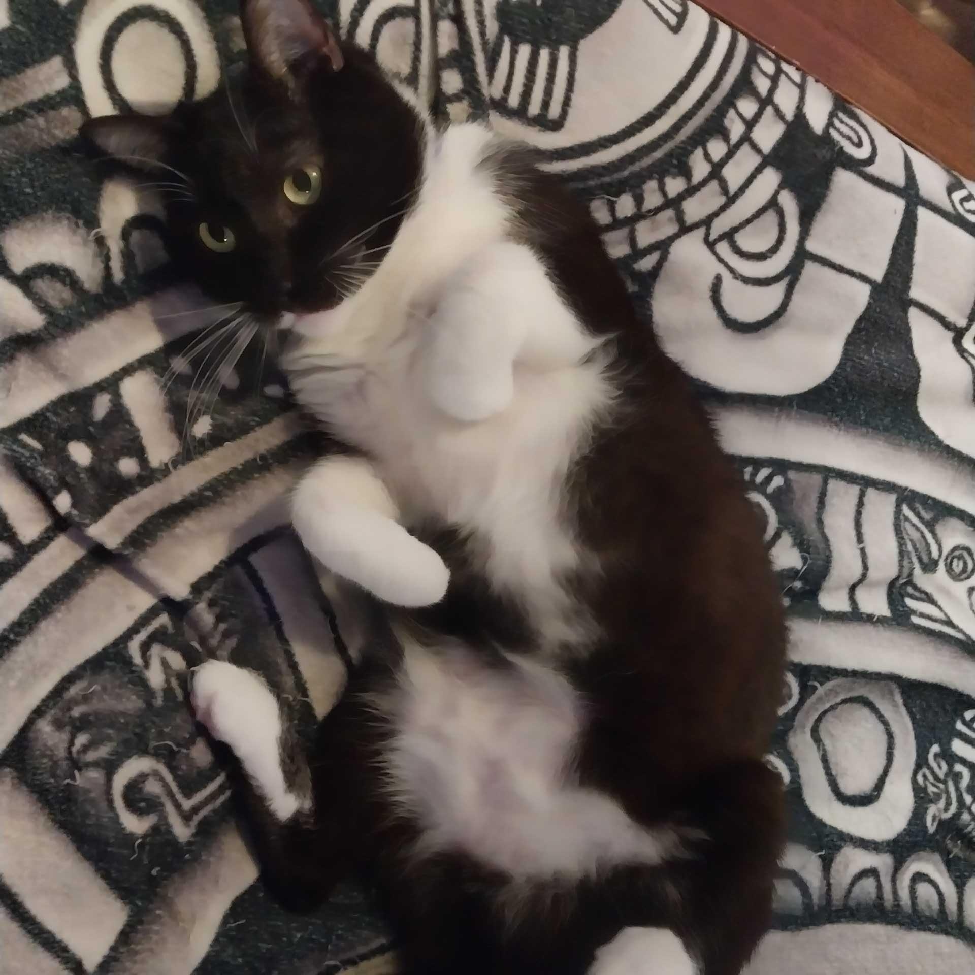 Baby Tuxy, an adopted Domestic Short Hair in Rancho Santa Margarita, CA image 2/4