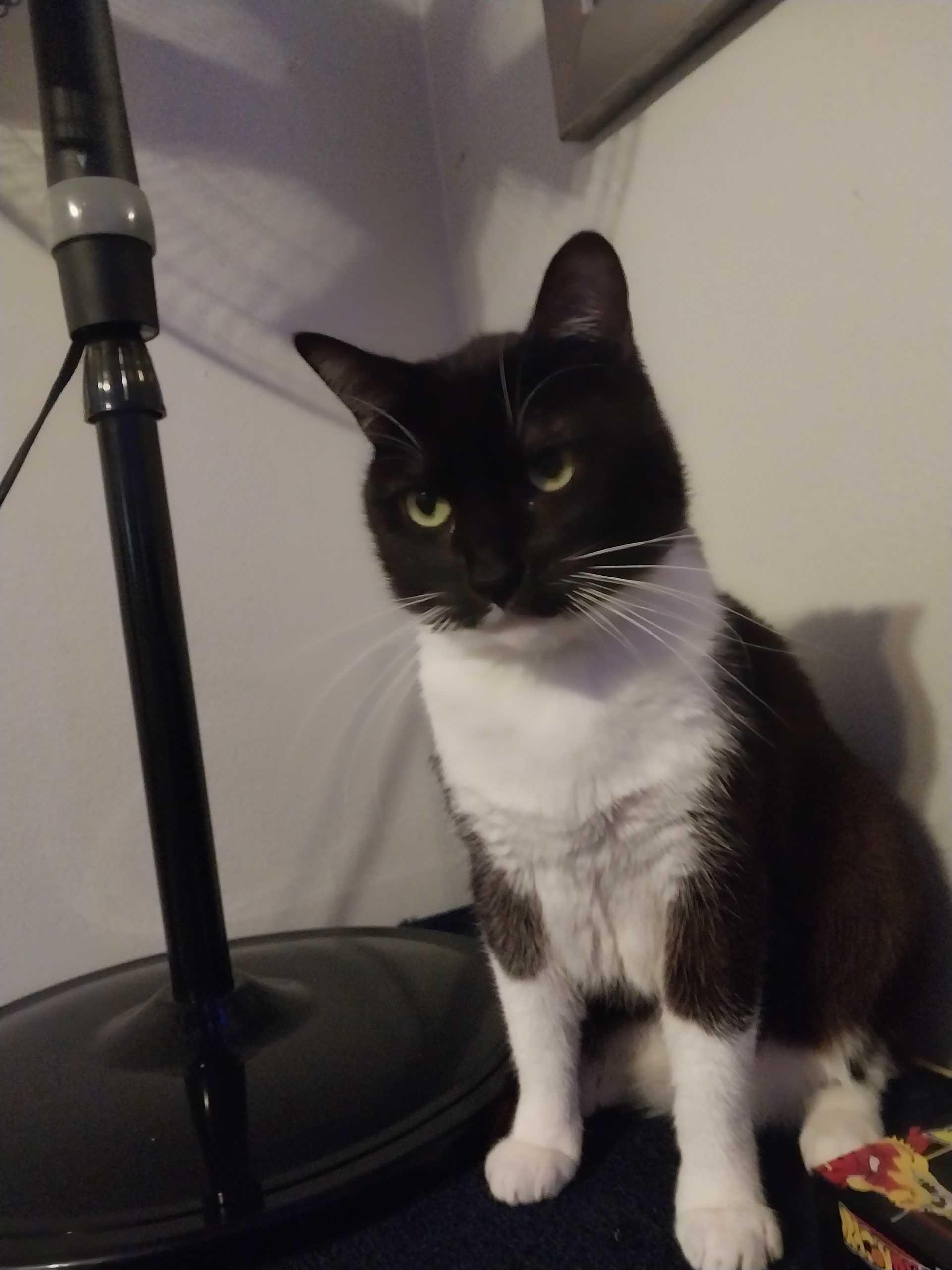 Baby Tuxy, an adopted Domestic Short Hair in Rancho Santa Margarita, CA image 3/4