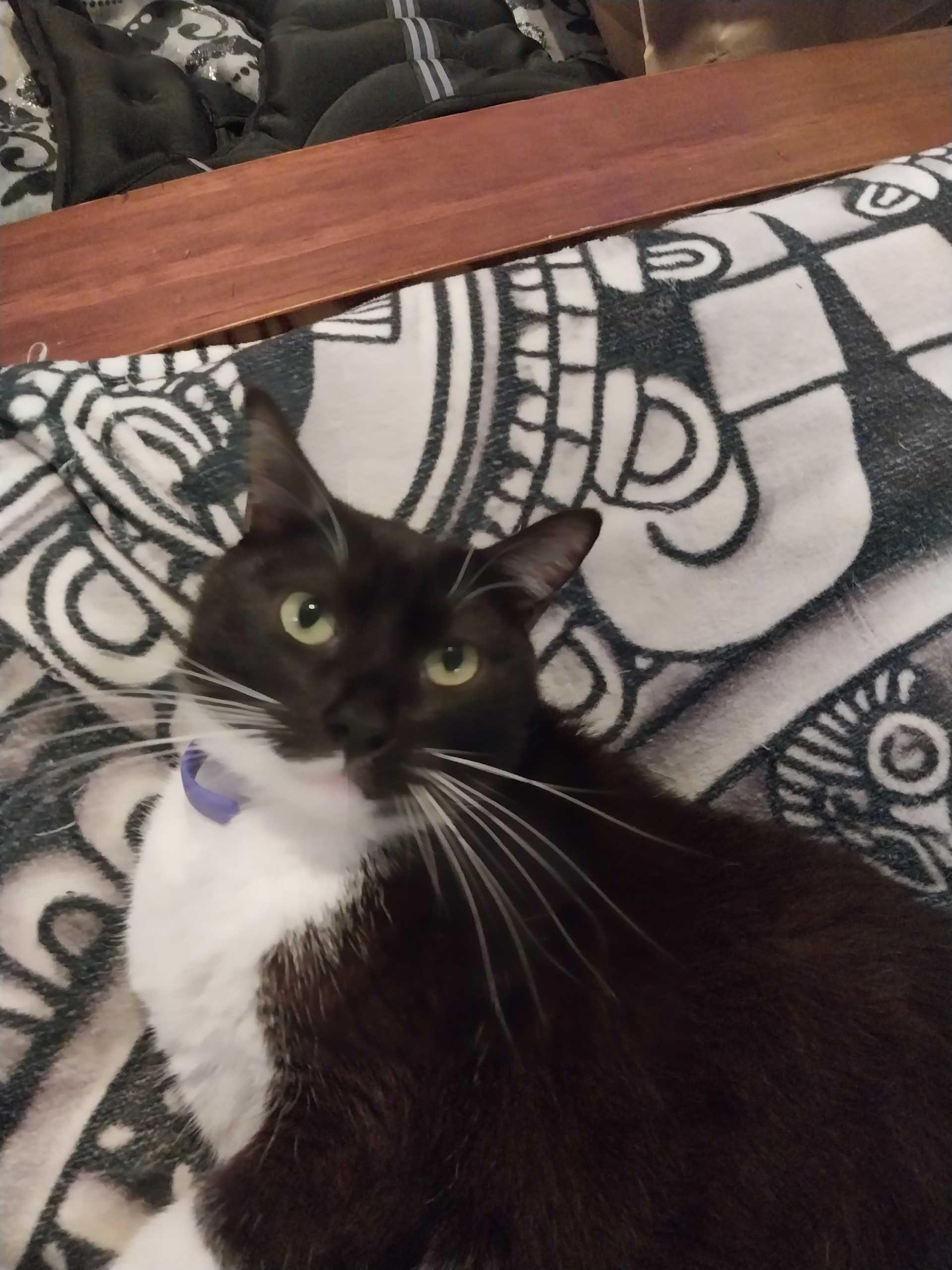 Baby Tuxy, adopted, Adult Female Domestic Short Hair.