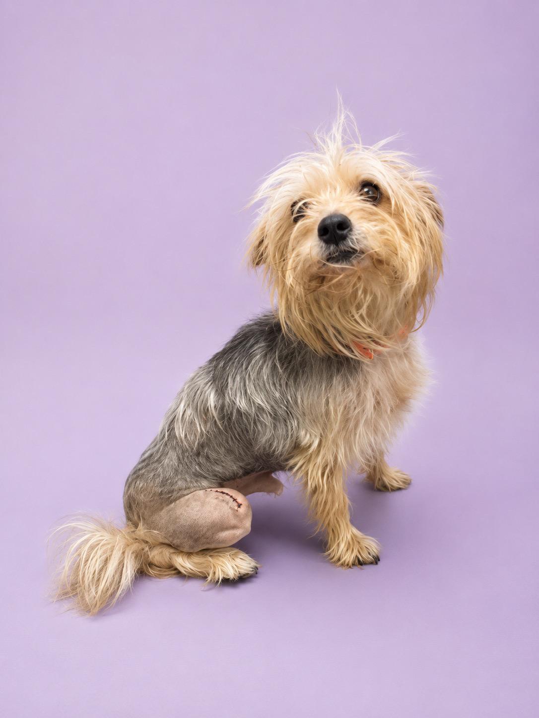 Enlarge Purple, a ADOPTABLE mixed breed in Waldorf, MD image 1/1