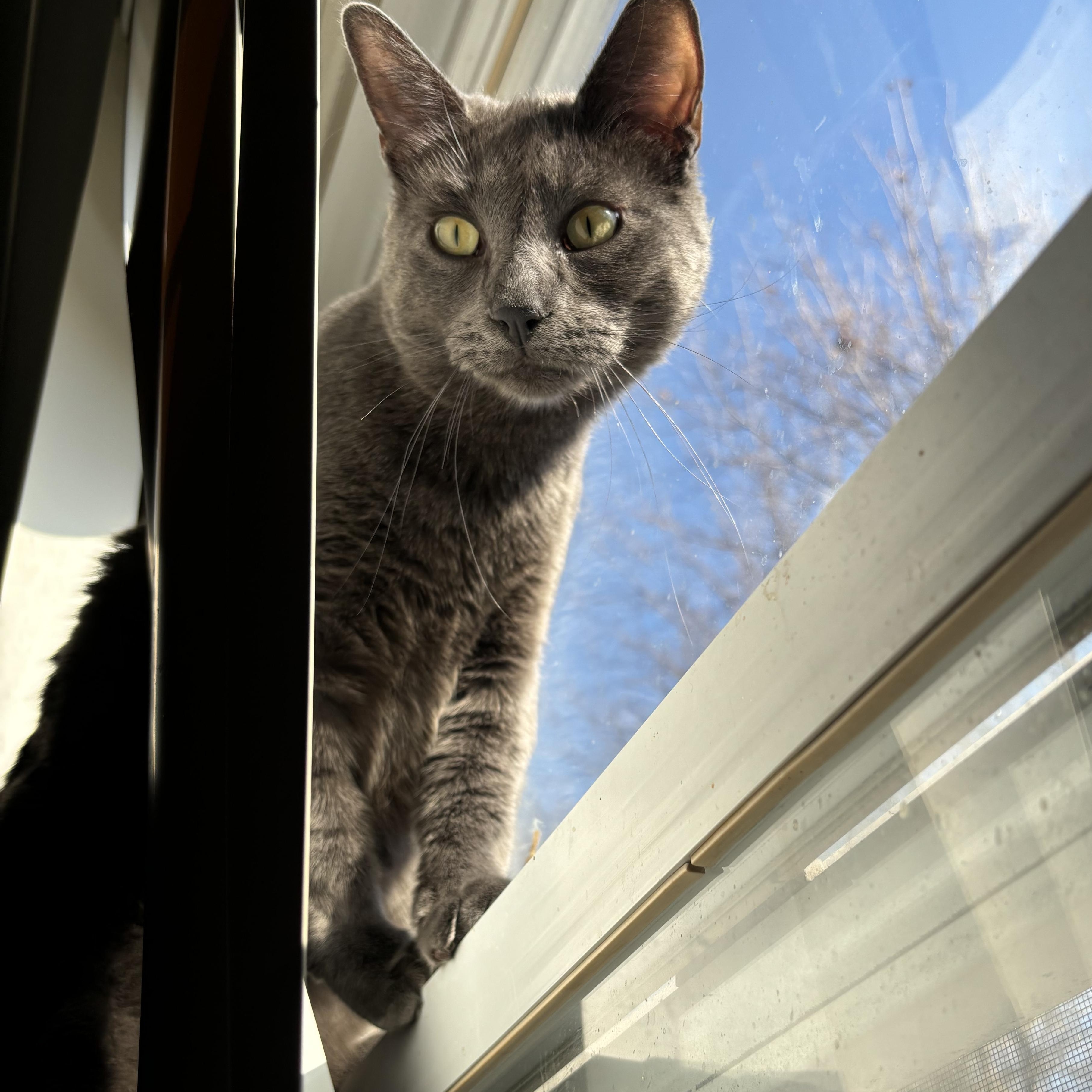 Enlarge Mac, a Adoptable Domestic Short Hair in Cranford, NJ image 2/4