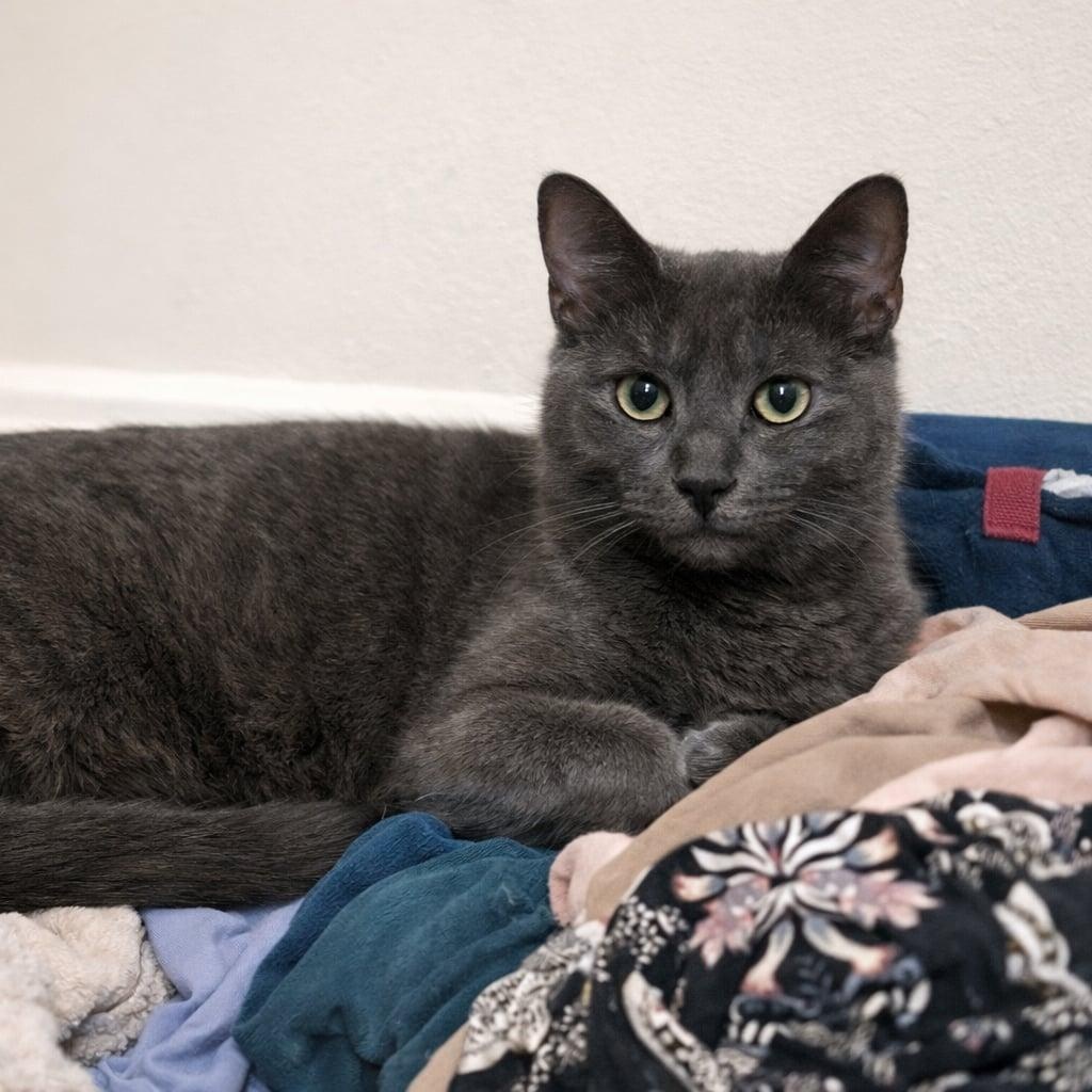 Enlarge Mac, a Adoptable Domestic Short Hair in Cranford, NJ image 1/5