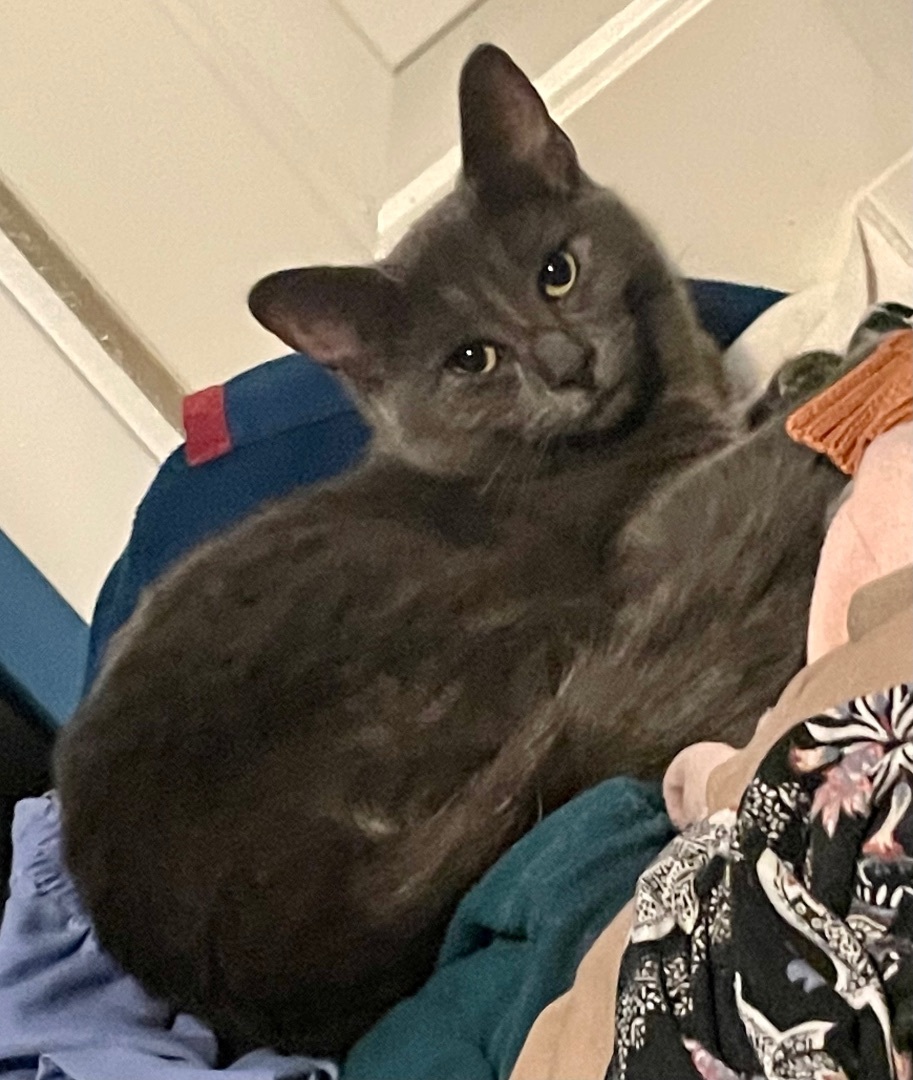 Enlarge Mac, a Adoptable Domestic Short Hair in Cranford, NJ image 3/4