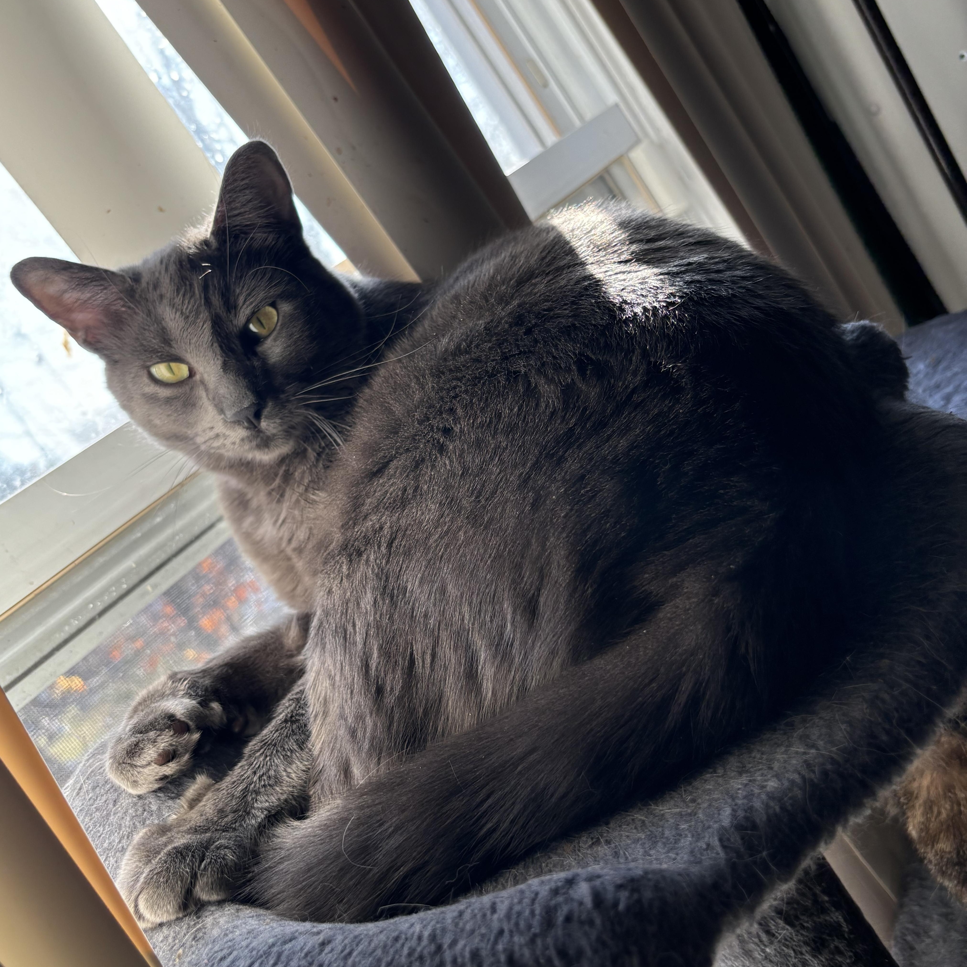 Mac, Adoptable, Young Female Domestic Short Hair.